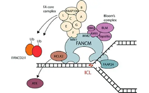 隱性FANCM癌癥綜合征：揭示高癌癥風(fēng)險(xiǎn)、化療毒性、染色體脆性和性腺功能衰竭的新型遺傳綜合征