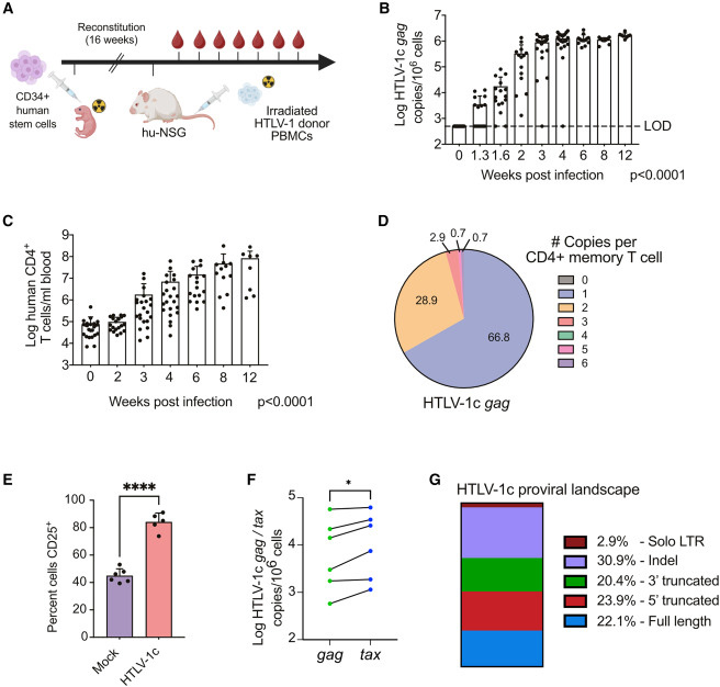 感染HTLV-1c亞型的人源化小鼠發(fā)生的疾病與人類感染特征相符 感染HTLV-1c亞型的人源化小鼠發(fā)生的疾病與人類感染特征相符