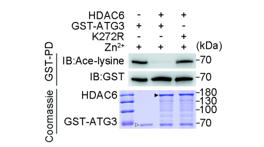 在缺乏持續(xù)抗原刺激的條件下，PD-1仍持續(xù)表達(dá)于小鼠和人類CD8+組織駐留記憶T細(xì)胞表面