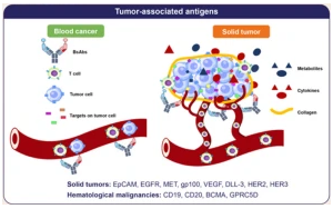 雙特異性抗體：開啟腫瘤治療新時代