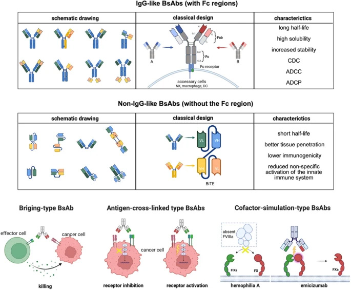 雙特異性抗體的分類與作用機(jī)制 雙特異性抗體的分類與作用機(jī)制