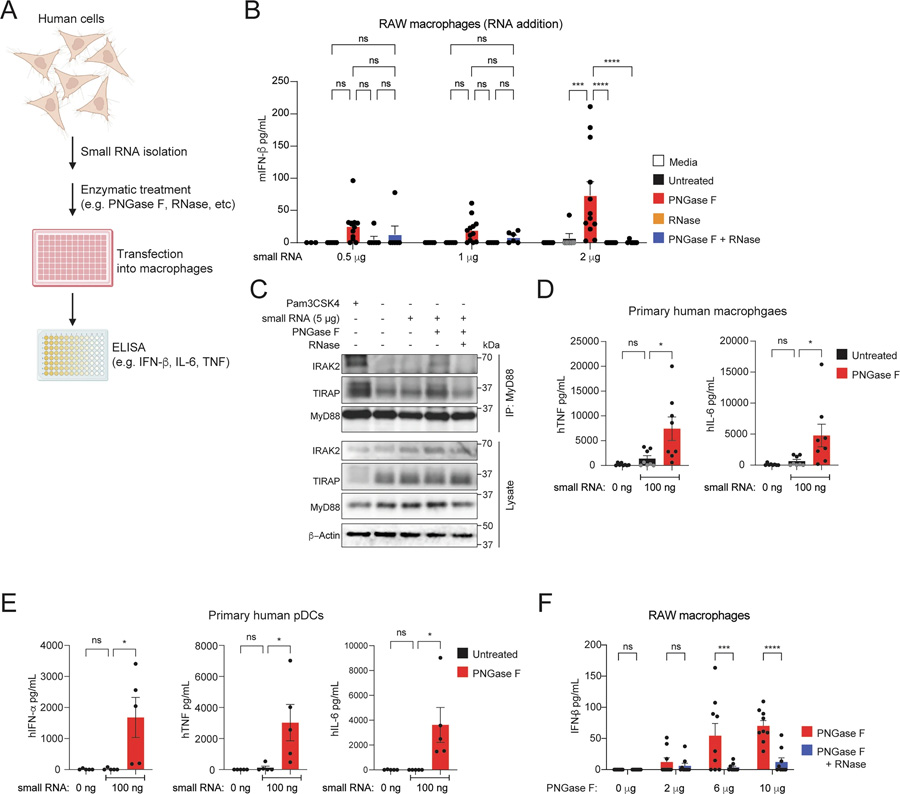 N-聚糖屏蔽小RNA，使其免受先天免疫識別