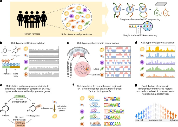 本研究采用 snm3C-seq 和 snRNA-seq 技術(shù)，在人類皮下脂肪組織（SAT）中對細胞類型水平的 DNA 甲基化、染色質(zhì)構(gòu)象及基因表達進行表征，并解析腹部肥胖的遺傳風(fēng)險