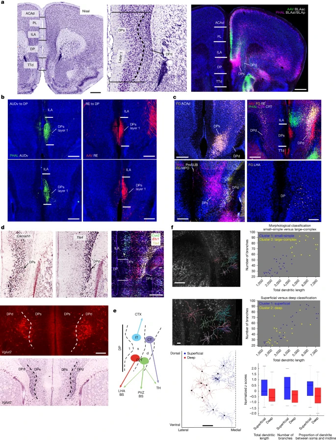 背側(cè)腳區(qū)的解剖學(xué)界定與細(xì)胞類型組織結(jié)構(gòu) 背側(cè)腳區(qū)的解剖學(xué)界定與細(xì)胞類型組織結(jié)構(gòu)