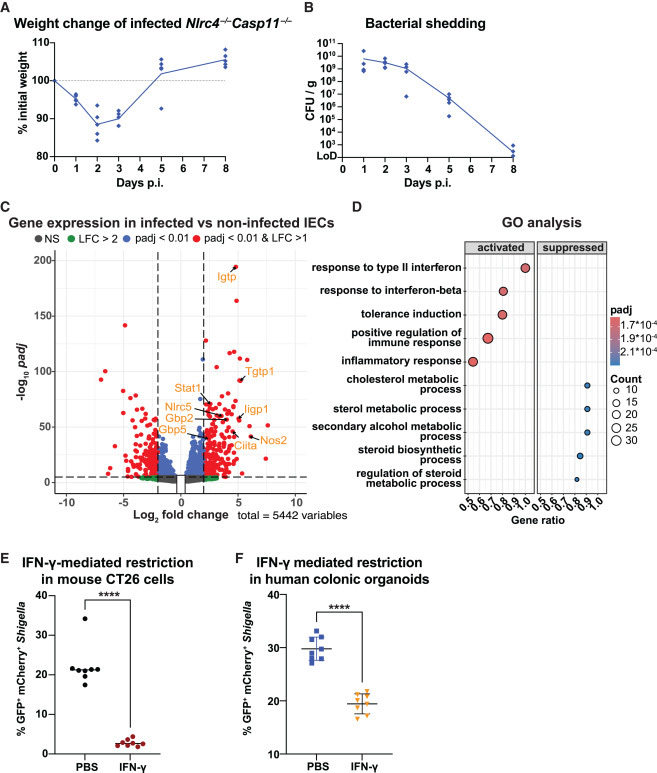 腸上皮細胞中的γ干擾素信號傳導與志賀氏菌感染的消退相關