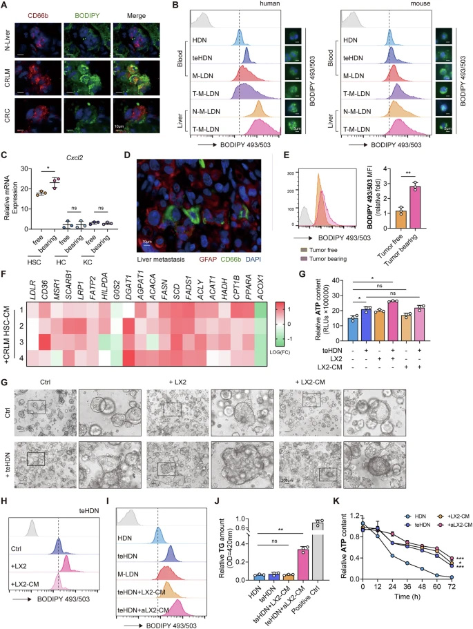 浸潤(rùn)轉(zhuǎn)移性肝臟的低密度中性粒細(xì)胞具有更多脂滴，且該過程會(huì)因肝星狀細(xì)胞的誘導(dǎo)而進(jìn)一步增強(qiáng)