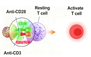 免疫細(xì)胞激活產(chǎn)品全覽：T細(xì)胞、NK細(xì)胞與DC細(xì)胞