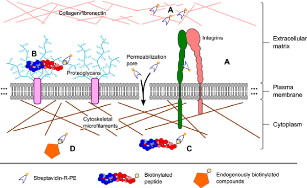 R-藻紅蛋白標(biāo)記鏈霉親和素(PE-SA) R-藻紅蛋白標(biāo)記鏈霉親和素(PE-SA)