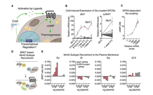 Cell突破：吃貨大軍感動哭！科學(xué)家找到一條新的燃脂通路，具有持久生效潛力