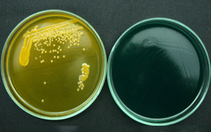 【細菌培養(yǎng)用】膽酸鈉