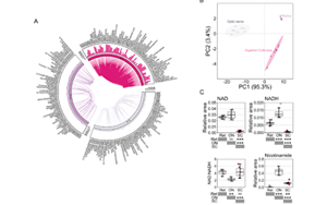 不只是護(hù)膚界“當(dāng)紅炸子雞”！新研究揭示：煙酰胺還可調(diào)節(jié)視網(wǎng)膜功能，有效改善青光眼