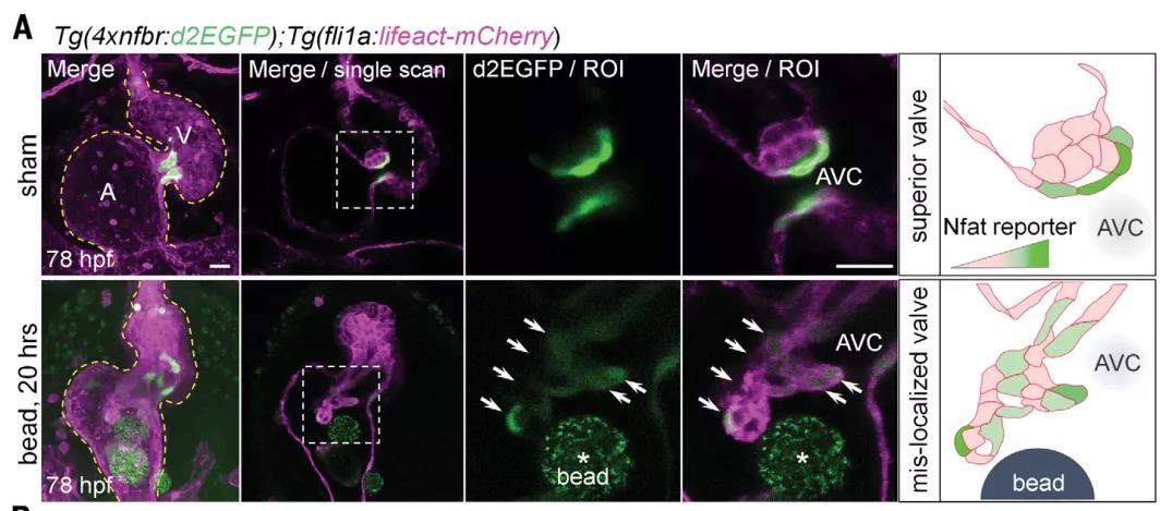 心臟發(fā)育機制的大發(fā)現(xiàn)！Science：機械應(yīng)力對心臟瓣膜形成過程的調(diào)控機制