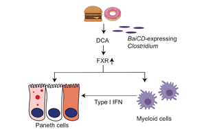 Cell子刊：腸道炎癥、感染的原因找到了，都是披薩漢堡惹的禍！