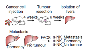 癌癥治療新發(fā)現(xiàn)！Nature 揭秘腫瘤細(xì)胞“休眠”機(jī)制，有效預(yù)防轉(zhuǎn)移癌