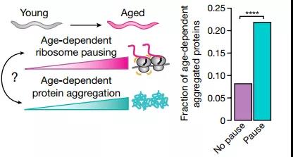 核糖體停頓+蛋白質(zhì)失衡，時間這把“殺豬刀”！