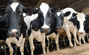 牛奶喝多易致癌！男性前列腺癌風(fēng)險(xiǎn)增加27%，女性乳腺癌風(fēng)險(xiǎn)增加17%