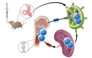 通過腸道淋巴系統(tǒng)吸收？！藥物吸收新途徑 靶向小鼠癌細胞