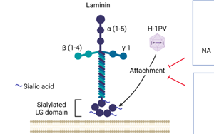 Nature子刊：威脅人類健康的兩大“殺手”病毒和癌細(xì)胞，兩強(qiáng)相遇誰會“陣亡”？