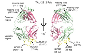 真的有可以中和所有已知COVID-19毒株的抗體？