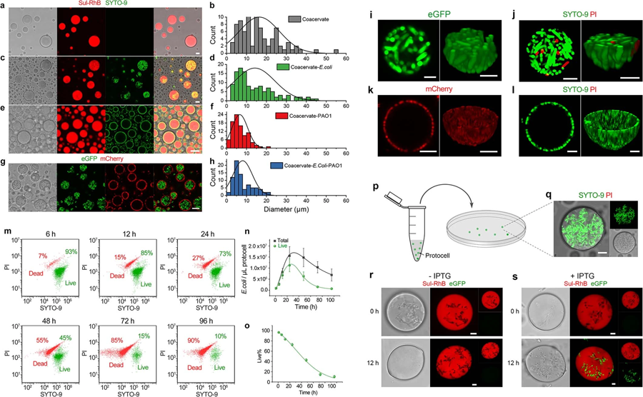 凝聚物微滴中捕獲的細(xì)菌菌落分布和存活率 凝聚物微滴中捕獲的細(xì)菌菌落分布和存活率