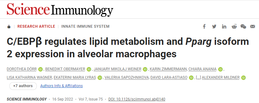 研究發(fā)現(xiàn)積聚的脂質(zhì)使巨噬細(xì)胞膨脹并產(chǎn)生泡沫 研究發(fā)現(xiàn)積聚的脂質(zhì)使巨噬細(xì)胞膨脹并產(chǎn)生泡沫%