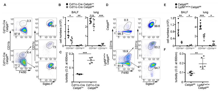 根據(jù)Cebpb缺乏小鼠的肺泡巨噬細(xì)胞分析 根據(jù)Cebpb缺乏小鼠的肺泡巨噬細(xì)胞分析