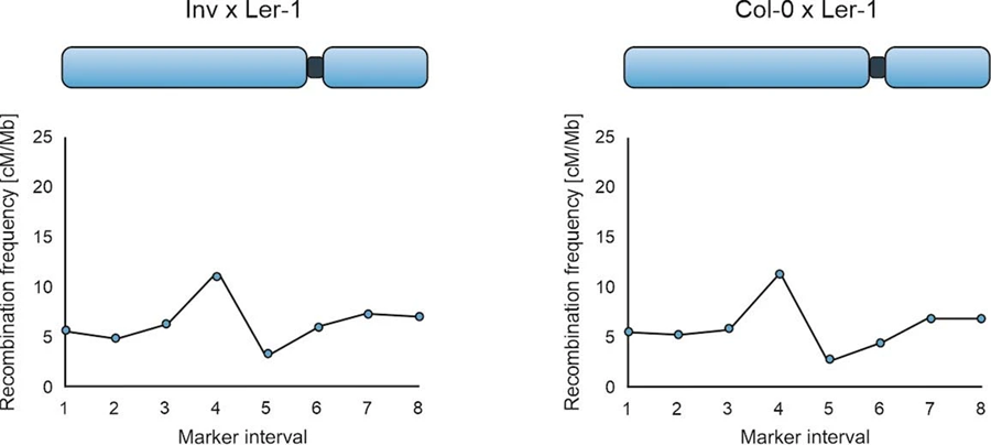 3號(hào)染色體上的重組頻率