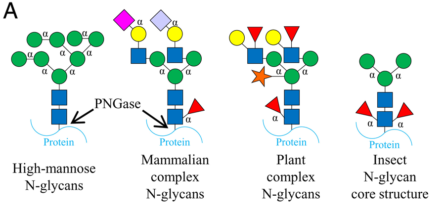 不同種屬擬桿菌的糖苷酶 不同種屬擬桿菌的糖苷酶