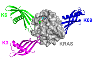 Nature子刊：鎖定“不可成藥靶點”，攻克臭名昭著的癌基因
