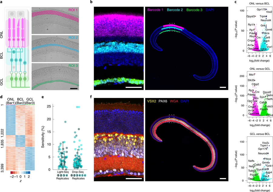 Light Seq技術(shù)應(yīng)用于小鼠冷凍視網(wǎng)膜固定區(qū)域的三個(gè)主要視網(wǎng)膜層的空間條碼編碼 Light Seq技術(shù)應(yīng)用于小鼠冷凍視網(wǎng)膜固定區(qū)域的三個(gè)主要視網(wǎng)膜層的空間條碼編碼