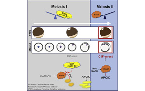 在正確的時(shí)刻停了下來：破譯減數(shù)分裂關(guān)鍵步驟的分子機(jī)制