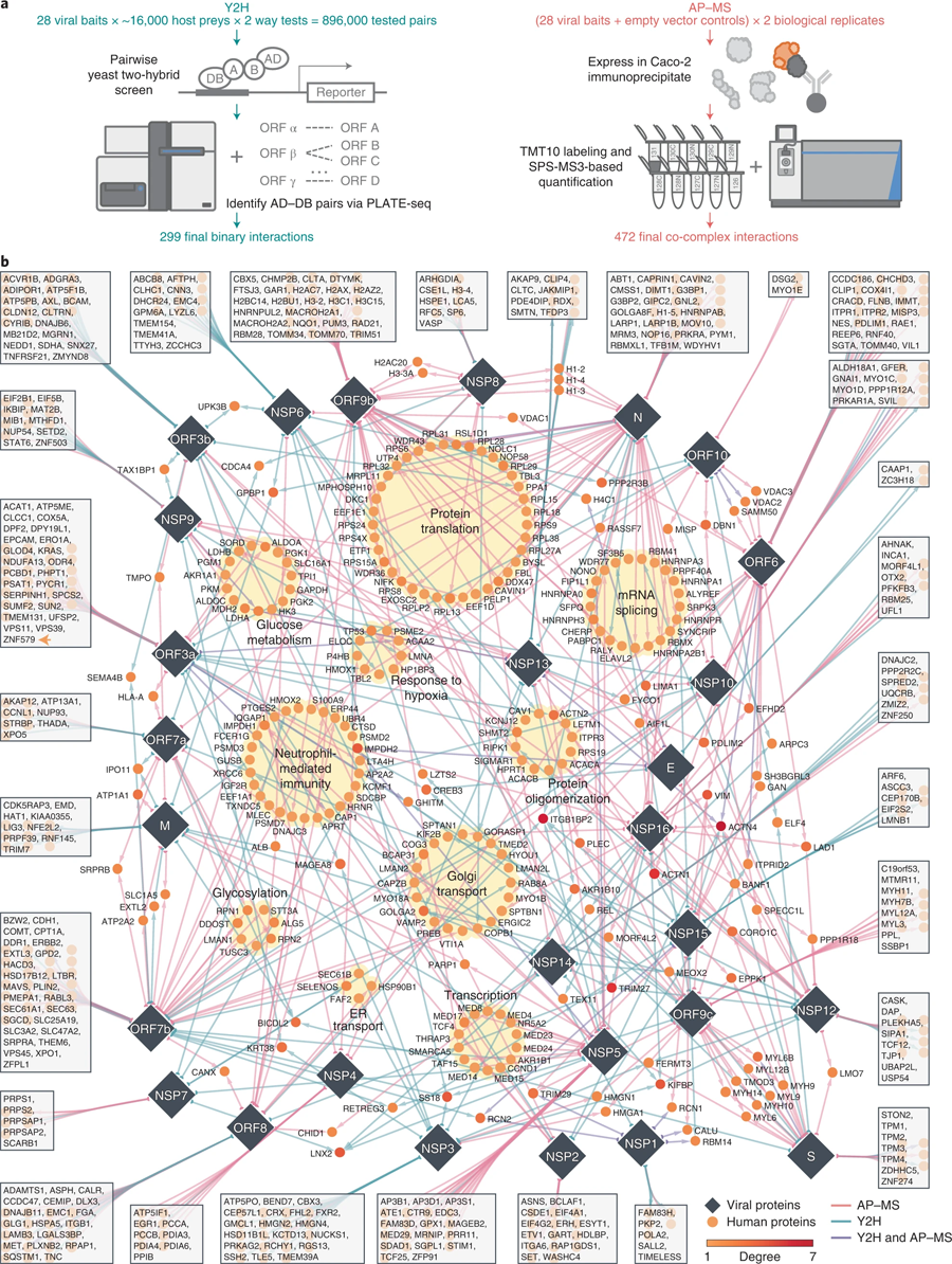 SARS-CoV-2與人類蛋白質(zhì)的相互作用