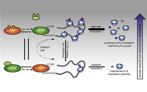 誰是蛋白質(zhì)生產(chǎn)的“指揮官”？