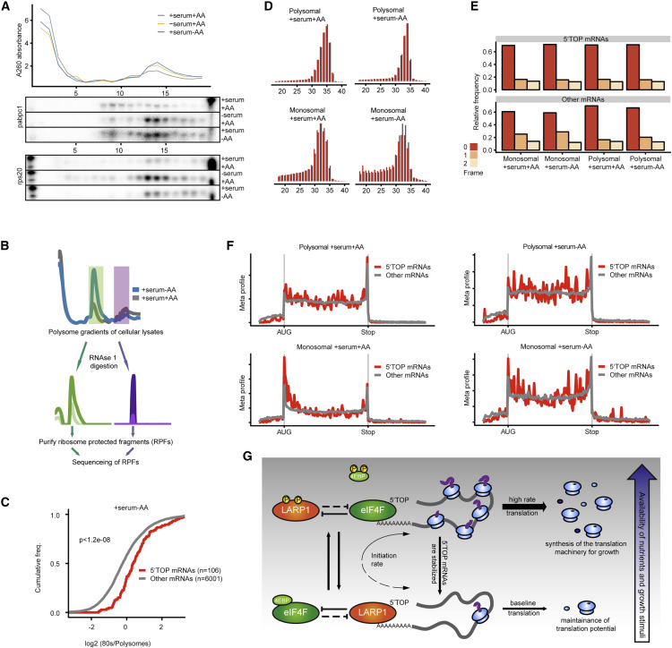 饑餓時5'TOP mRNA轉(zhuǎn)化為單體 饑餓時5'TOP mRNA轉(zhuǎn)化為單體