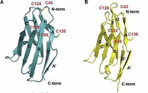 直到現(xiàn)在，科學(xué)家才破解了免疫系統(tǒng)中最重要的受體之一的分子結(jié)構(gòu)