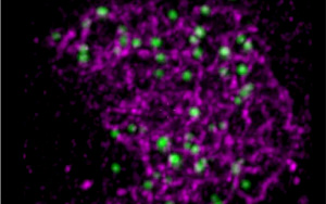 Nature子刊解答謎團(tuán)：基因重組新理論的證據(jù)