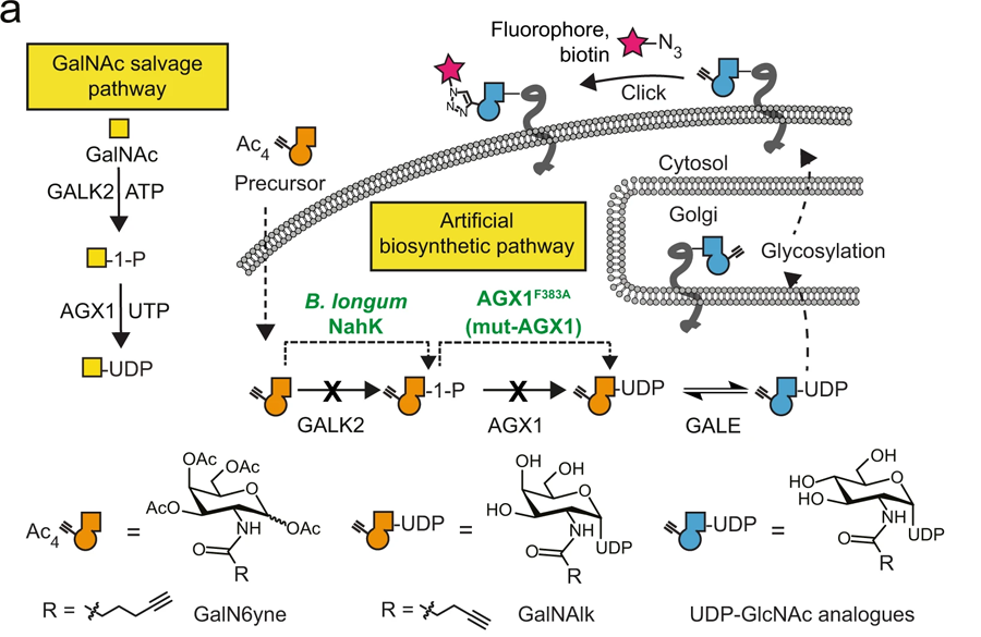 用于化學(xué)標記UDP-GalNAc/GlcNAc類似物的人工生物合成途徑的開發(fā) 用于化學(xué)標記UDP-GalNAc/GlcNAc類似物的人工生物合成途徑的開發(fā)