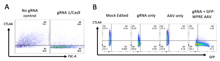 編輯CTLA-4基因和校正位點突變 編輯CTLA-4基因和校正位點突變