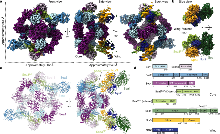 SEA復(fù)合體的Cryo-EM結(jié)構(gòu) SEA復(fù)合體的Cryo-EM結(jié)構(gòu)