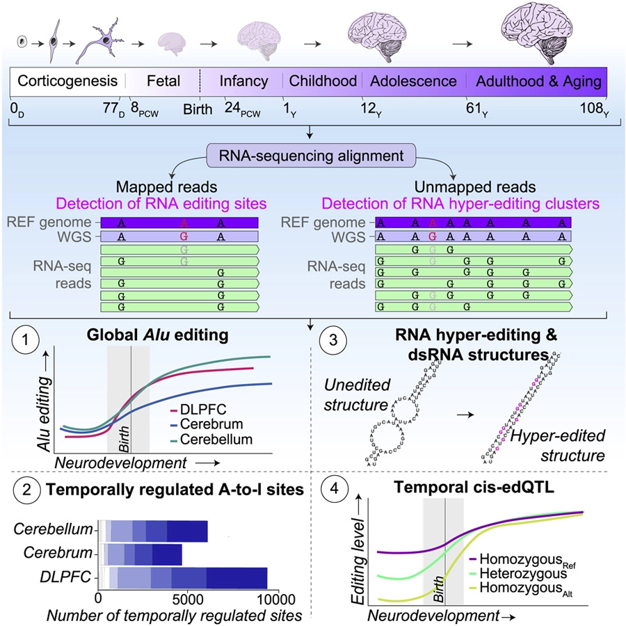Alu編輯活動受到嚴(yán)格調(diào)控，并在整個神經(jīng)發(fā)育過程中增加