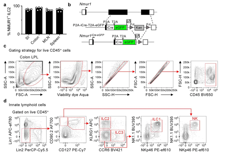 NMUR1 eGFP在淋巴組織和非淋巴組織中高度表達并富含ILC2s NMUR1 eGFP在淋巴組織和非淋巴組織中高度表達并富含ILC2s