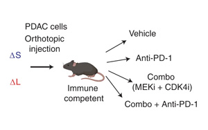 Nature Cancer公布一種新的基于CRISPR的技術，可以切割癌癥基因組并研究拷貝數(shù)的變化