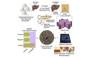 研究發(fā)現(xiàn)，古老的疾病有可能使肝臟再生？！