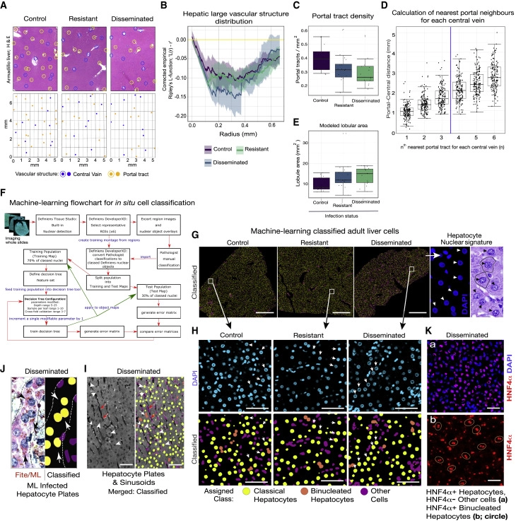 細菌誘導(dǎo)的體內(nèi)肝器官生長維持正常的肝小葉和血管微結(jié)構(gòu)