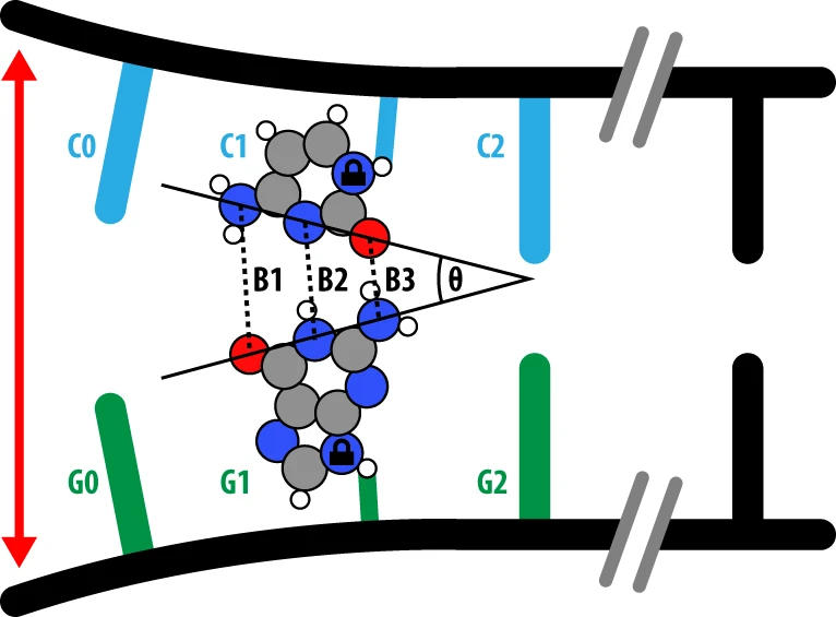 用于研究鳥嘌呤-胞嘧啶正則和互變異構(gòu)堿基對(duì)是如何分開(kāi)的分離方案