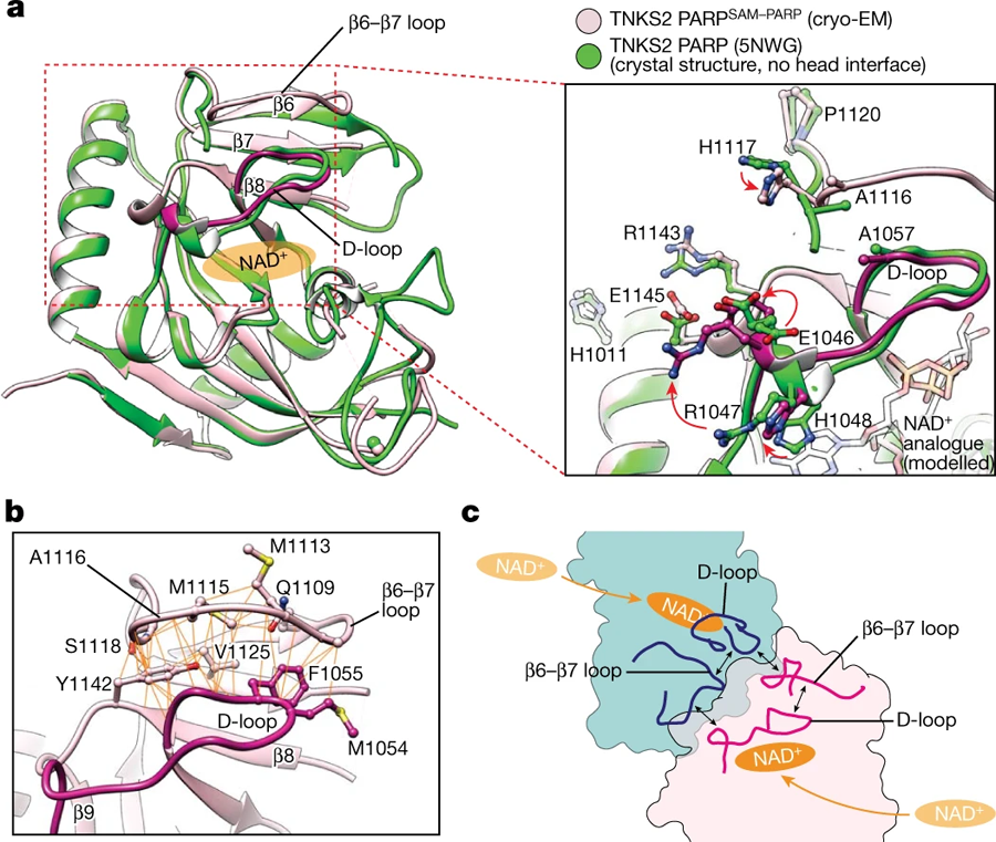 PARP–PARP頭部相互作用引起的構象變化