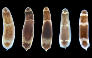 Cell：成人多能干細(xì)胞的胚胎起源