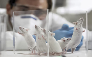 PNAS：最新發(fā)現(xiàn)！常見的甜味劑阿斯巴甜或與焦慮癥發(fā)生直接相關(guān)