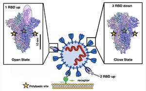 Nature最新研究找到新冠病毒的弱點(diǎn)！