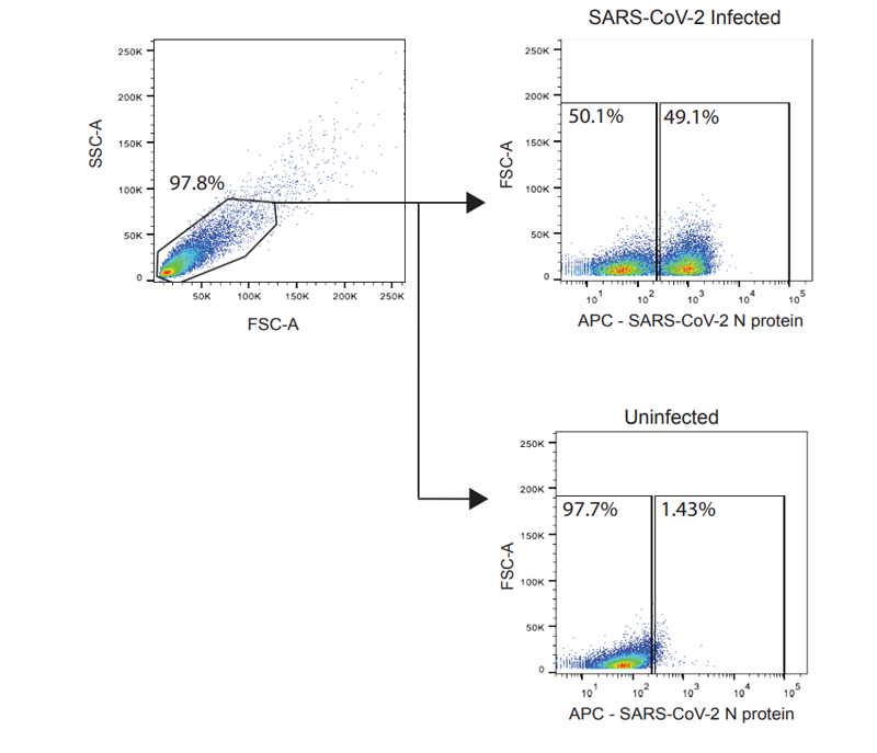 通過流式細(xì)胞術(shù)檢測SARS-CoV-2感染細(xì)胞的門控策略 通過流式細(xì)胞術(shù)檢測SARS-CoV-2感染細(xì)胞的門控策略